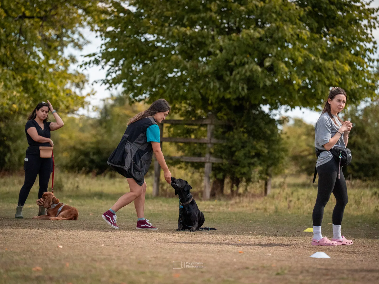 A black Labrador taking a reward in a sit during a Quality Chops group class