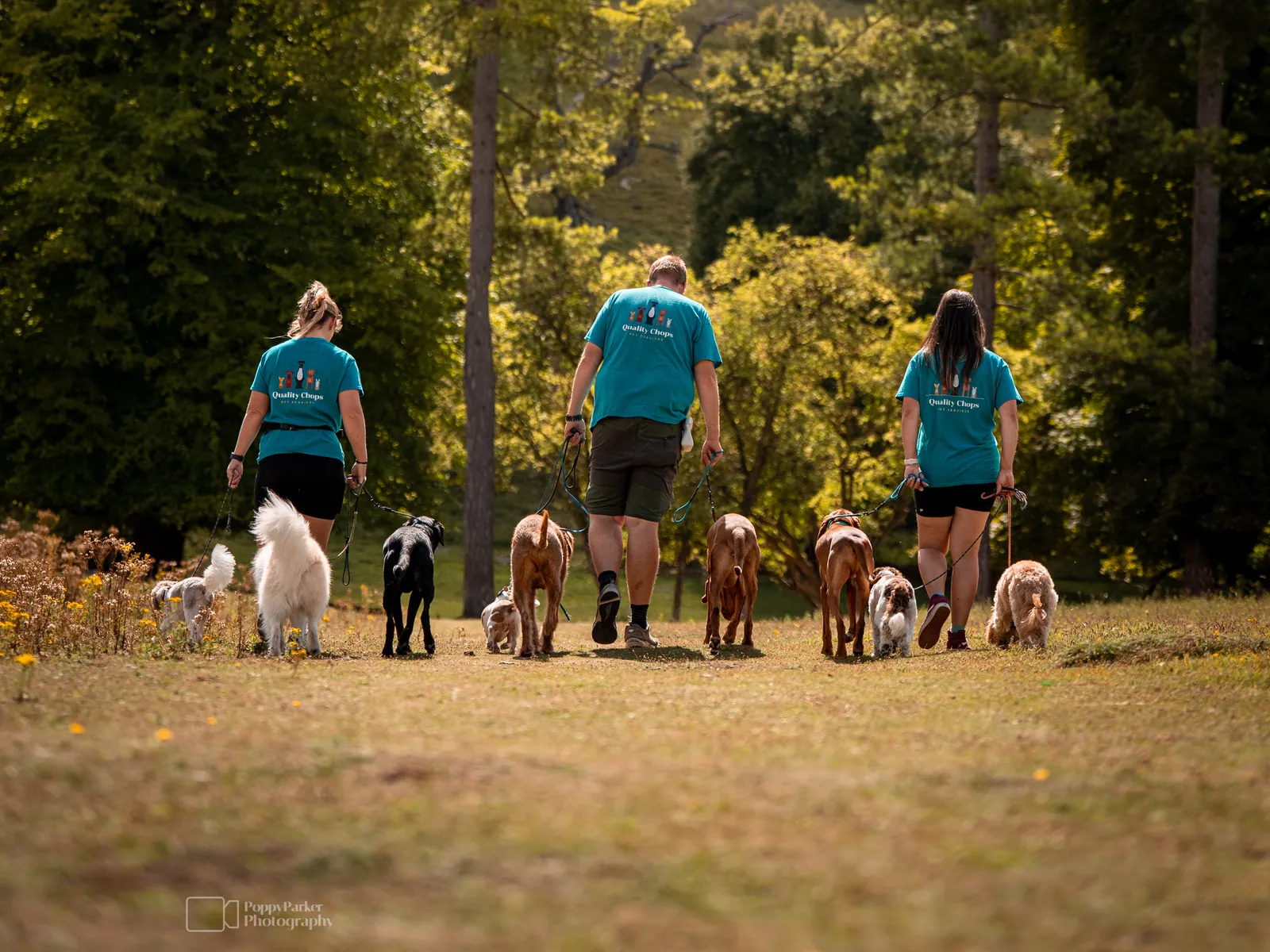 The Quality Chops team walking a pack of dogs on a woodland trail