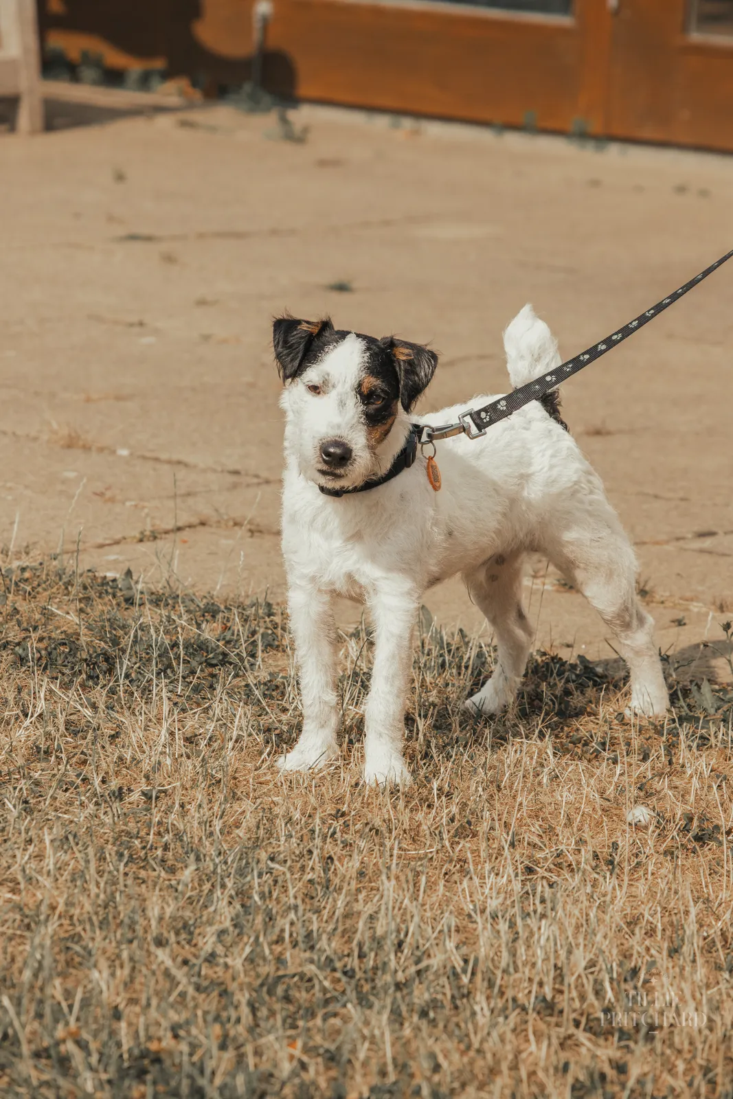 Jack Russell puppy on lead during a Quality Chops puppy class