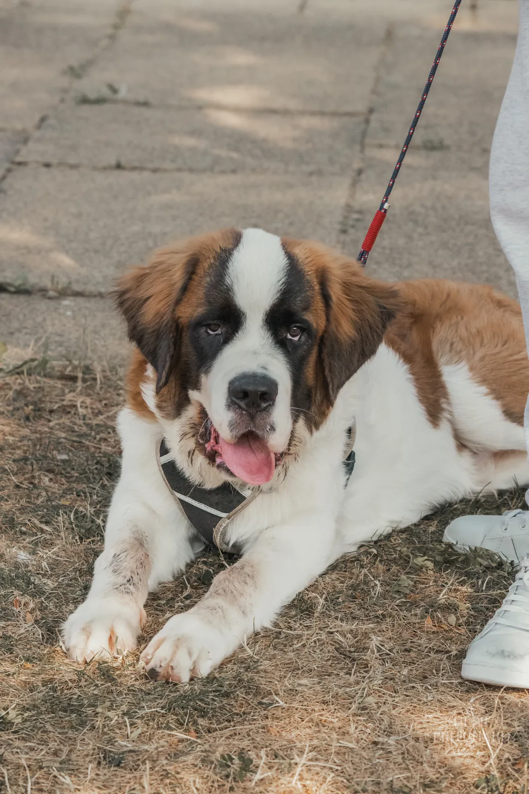 St Bernard puppy on lead during a Quality Chops puppy class