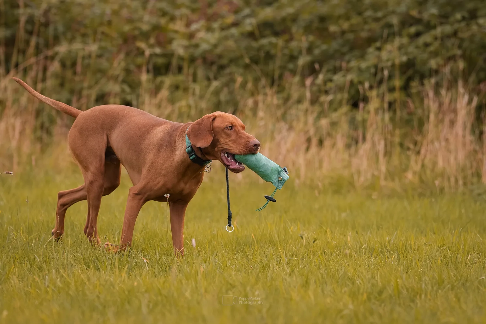 Vizsla retrieving a Very Fetching training bungee in a field