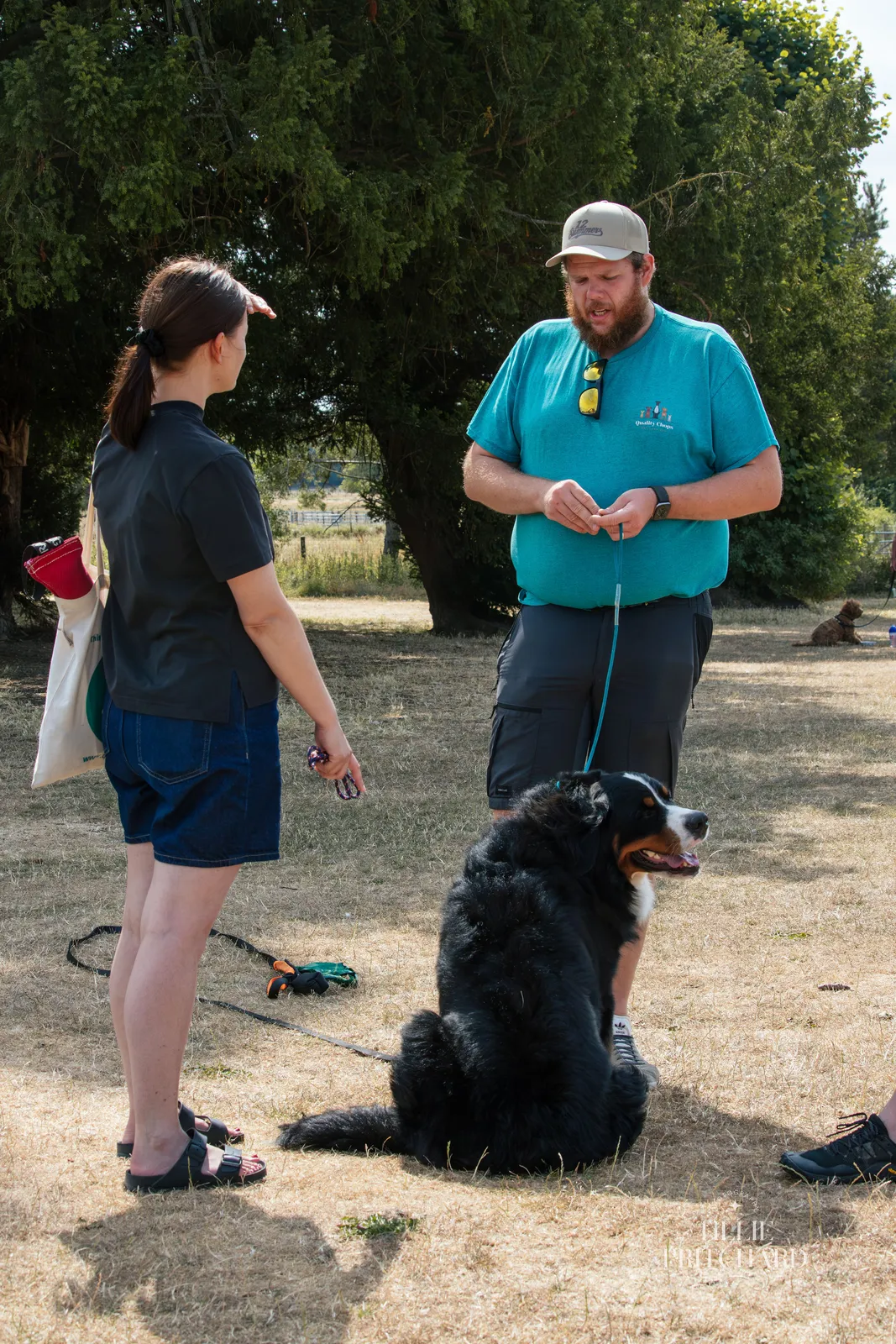 Trainer working with a Bernese Mountain Dog