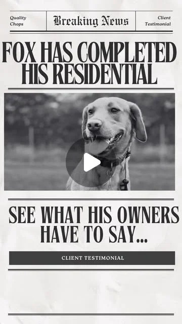 Fox the dog after his residential reboot