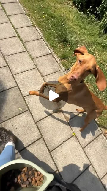 Hazel the dog after her residential reboot