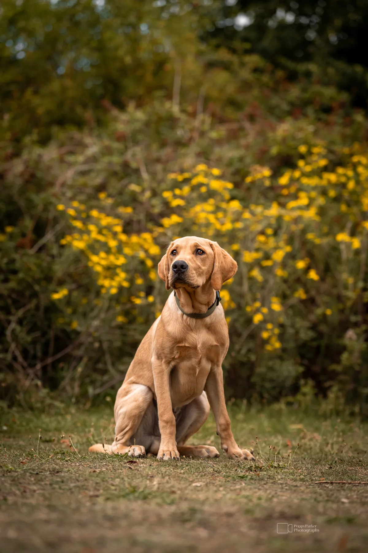 Adolescent dog sitting attentively in training