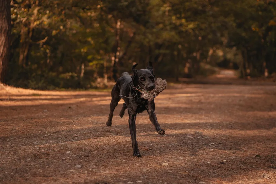 Gundog in training retrieving in woodland
