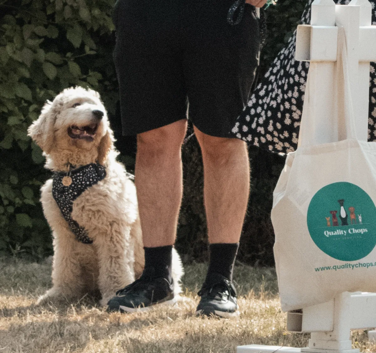 Puppy sitting calmly beside its owner at a Quality Pups class
