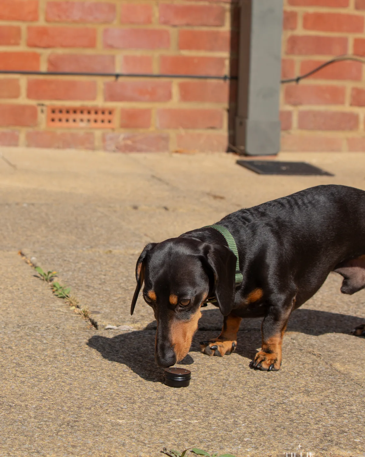 Dachshund nosing a scent pot on the ground