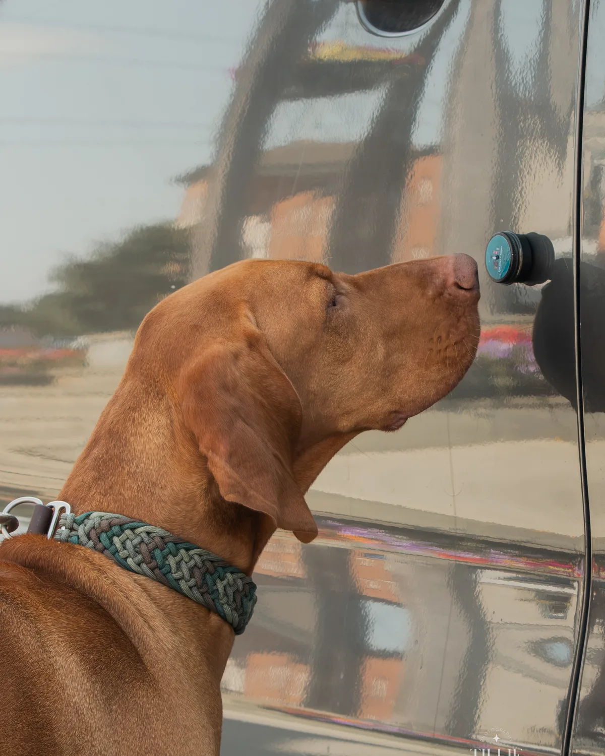 Vizsla scenting at a car door handle
