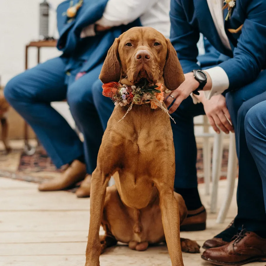 Vizsla wearing a floral collar at a wedding